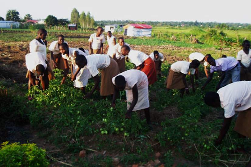 Students of agriculture work in the tomato garden with their teacher. Students learn to weed, thin and harvest crops such as tomatoes, maize, sweet potatoes, cabbages and eggplants.