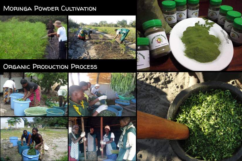 Cultivation and processing of Moringa powder at Mother Earth Centre in Mongu, Zambia. Sr. Eulalia Capdevilla Enriquez, CMS, has used the skills she's learned through SLDI to be a leader at the Centre.