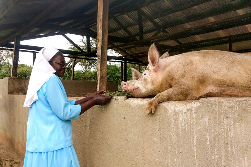 In June, 2018, ASEC staff also toured the Our Lady of Good Counsel (OLGC) farm where the sisters grow food and keep animals, like these pigs. Using the grant-writing skills she learned in ASEC's SLDI program, Sr. Lilian was able to secure funding to begin a dairy farm near the school, which supports both school and the congregation.