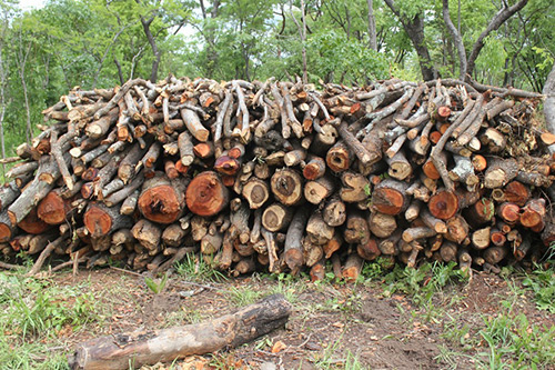 Cutting down trees for chacoal and other uses leaves a big impact to the environment, climate change, and carbon emissions.