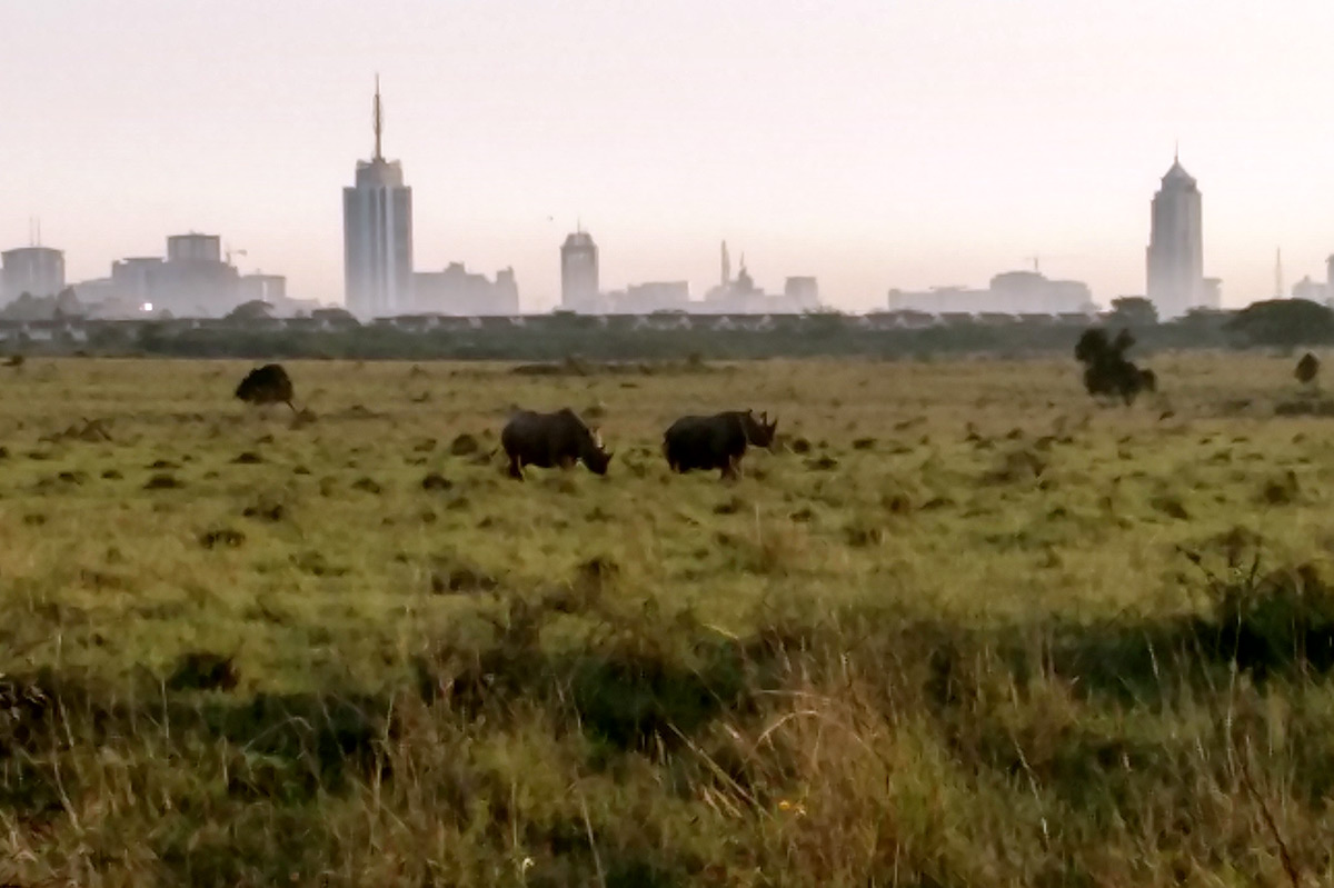 Rhinos graze in a field against the backdrop of the Nairobi skyline.