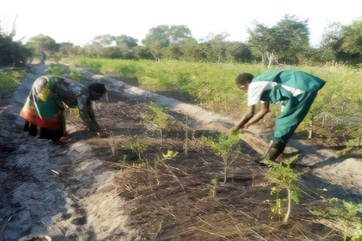 Moringa cultivation