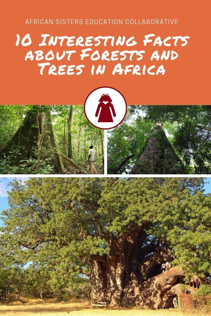 10 Interesting Facts about Forests and Trees in Africa