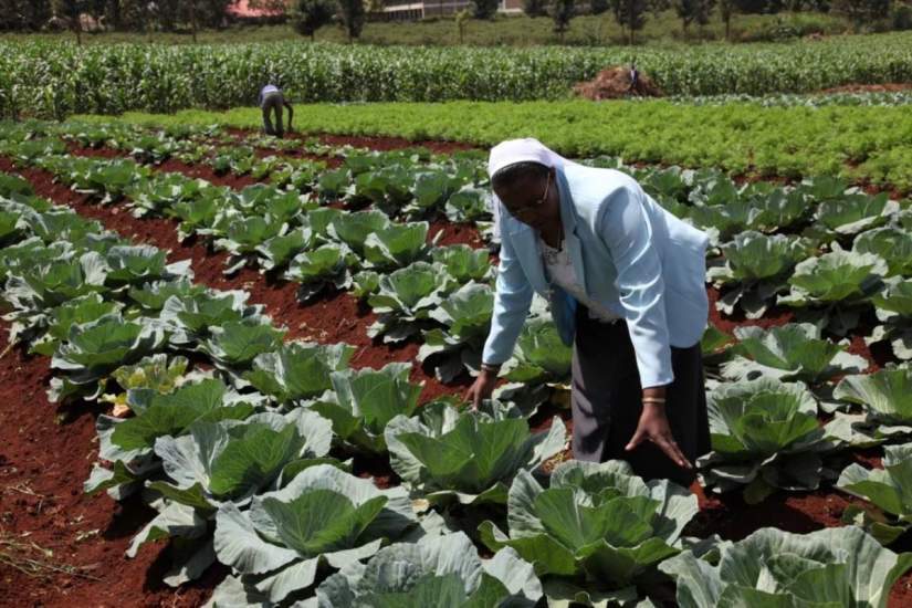 Sr. Susan demonstrates the use of drip irrigation to produce vegetables – carrots, corn, banana plants and tomatoes at the Thika Farm (photo courtesy of Professor Donald Miller, USC).