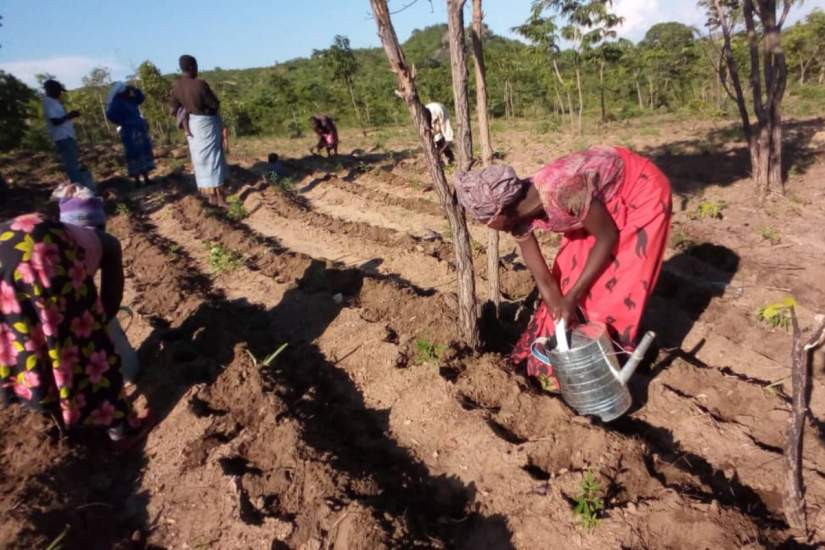A woman program participant plants ginger.