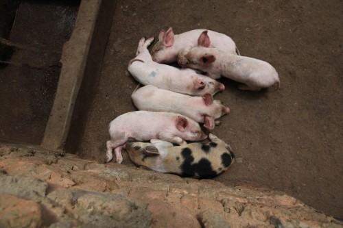 Sisters establish pig rearing for food and income generating projects.