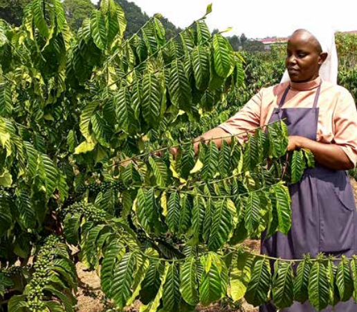 Sr. Jane Cherotich Chelule Mother Abbess of Order of the Cistercian of the Strict Observance in the coffee farm at Butende.