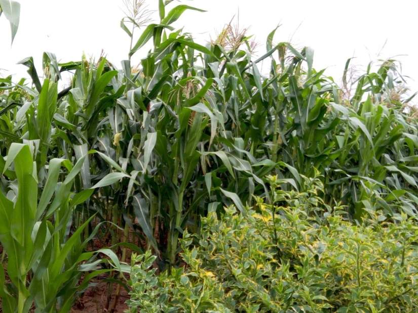 Wasted 'gold' maize stalk can be used as a productive source of fuel and fertilizer.