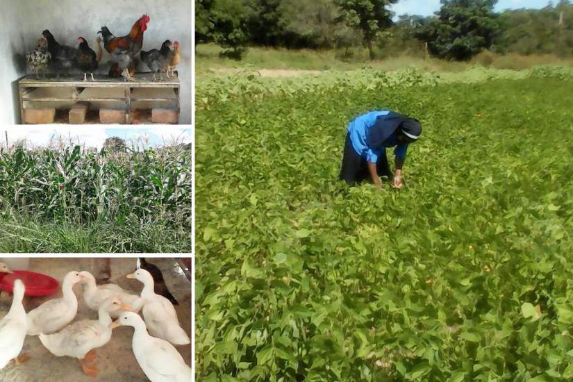 Sr. Veronica working picking beans in her organic garden. Her congregation also grows other vegetables and rears chickens, quails, Peking ducks and guinea fowls.