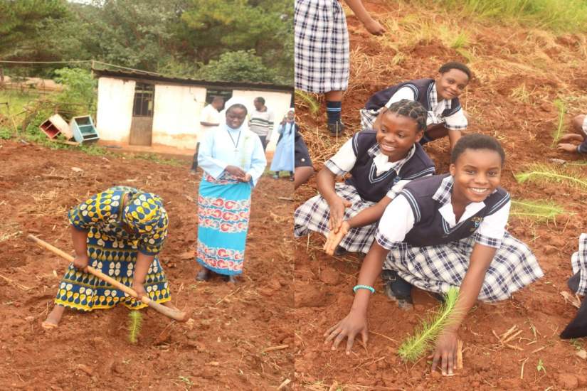 Students and sisters planting pine trees together.