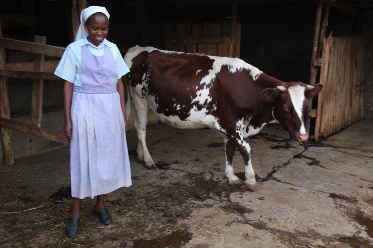 This Assumption Sisters dairy farming project at Thika Farms is directed by SLDI alumna Sr. Susan Wanjiru. Fifteen cows produce 15 liters of milk per day and the manure used to add nutrients into the soil.