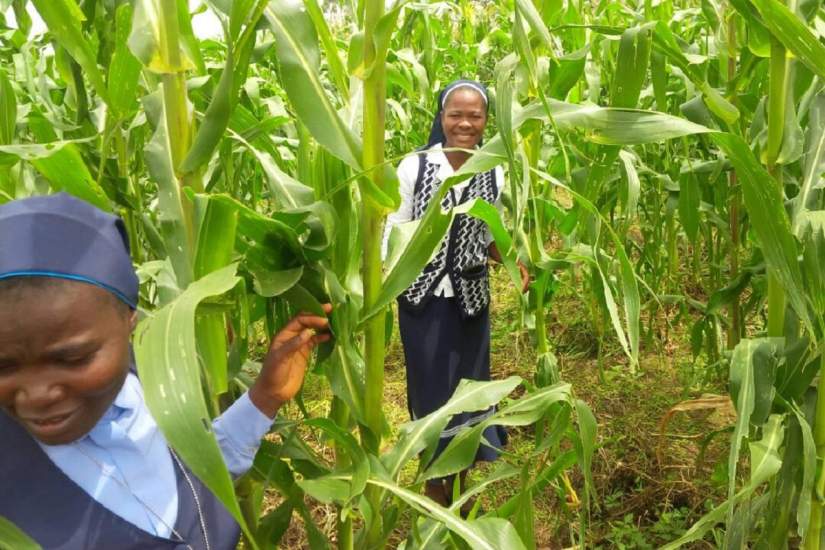 SLDI participants in Nigeria explore the maize fields at Pastor Usman's 