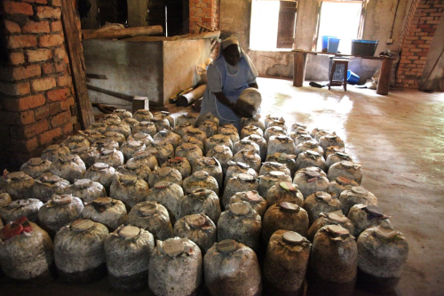 Sister Rose initiates a high yielding mushroom project.