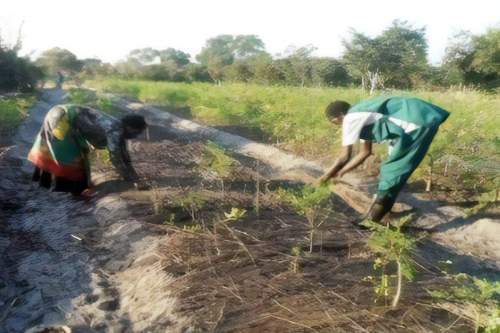 Eco-Friendly Farming with Renewable Energy in Rural Zambia
