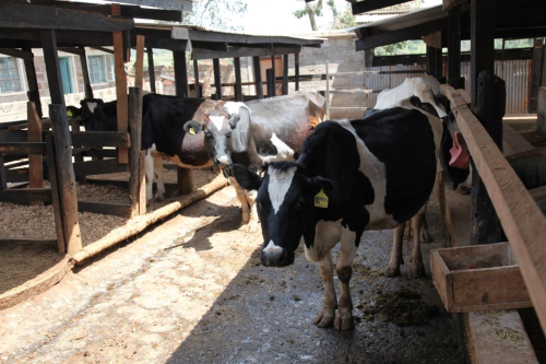 Sr. Susan Wanjiru and SLDI alumnae direct a dairy farming project