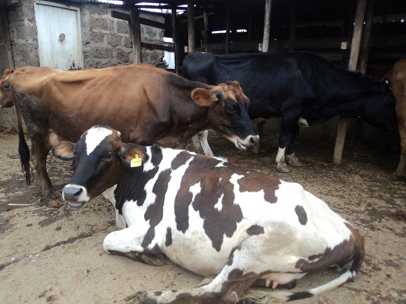 Service Learning Student Donates a Cow to the Bigwa School