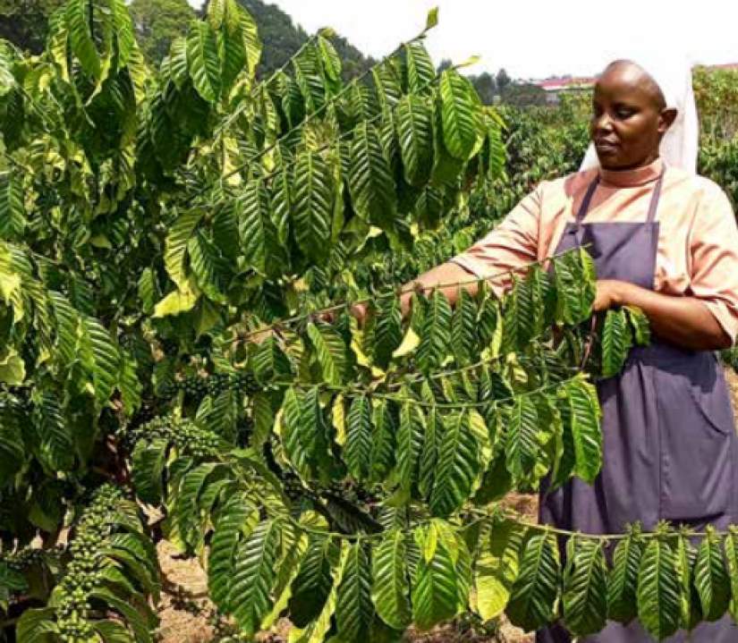 Sr. Jane Cherotich Chelule Mother Abbess of Order of the Cistercian of the Strict Observance in the coffee farm at Butende.