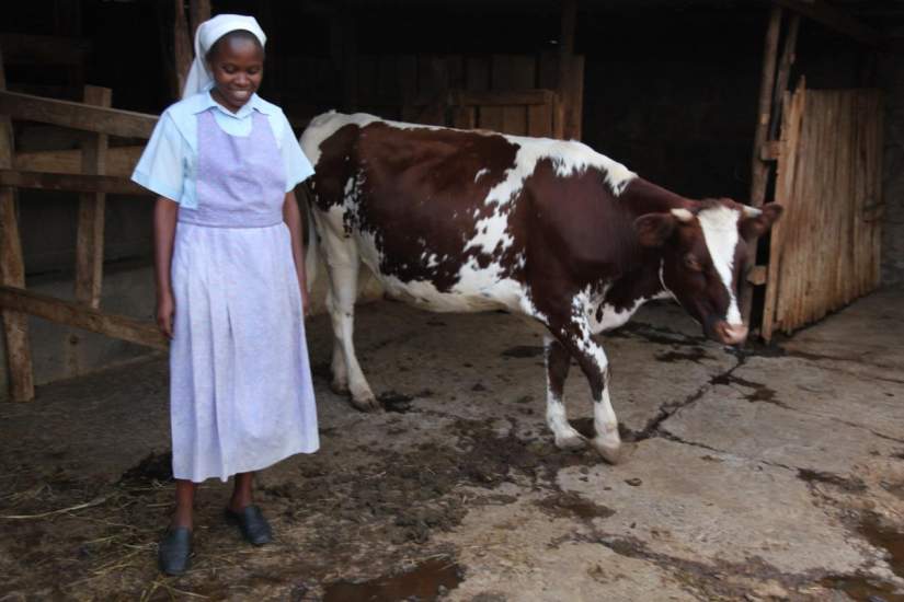 This Assumption Sisters dairy farming project at Thika Farms is directed by SLDI alumna Sr. Susan Wanjiru. Fifteen cows produce 15 liters of milk per day and the manure used to add nutrients into the soil.