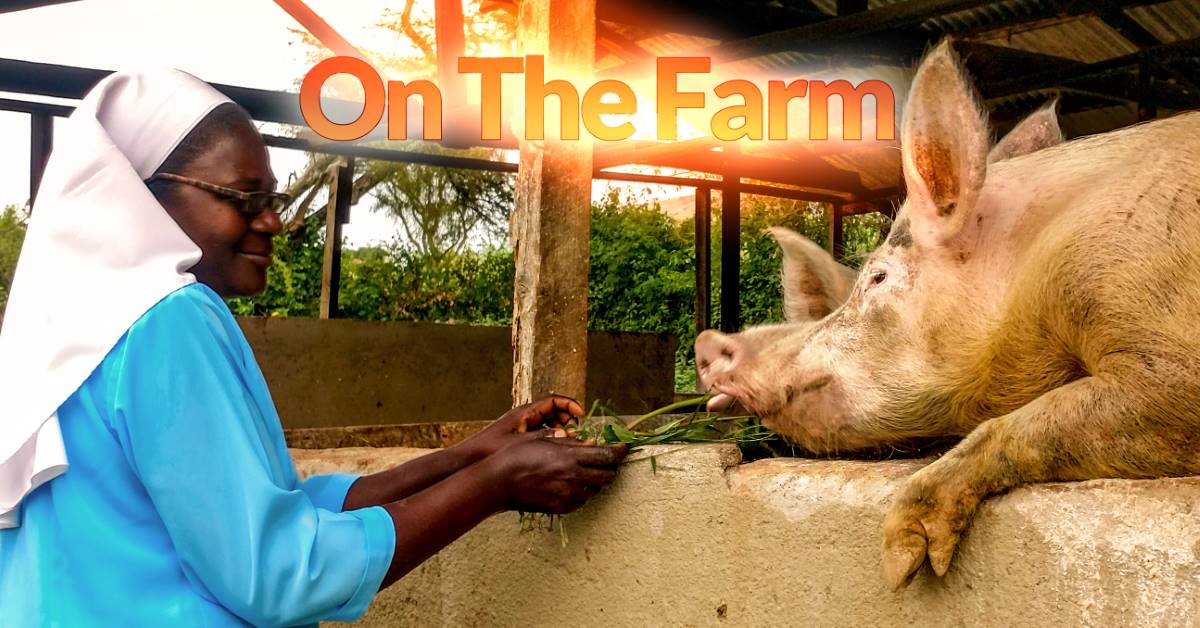 In June, 2018, ASEC staff also toured the Our Lady of Good Counsel (OLGC) farm where the sisters grow food and keep animals, like these pigs. An SLDI alumna, Sr. Mary Lilian Baitwakakye, was able to secure funding to begin a dairy farm, which supports both the congregation and the Boni Consilii Girls Vocational Secondary school.