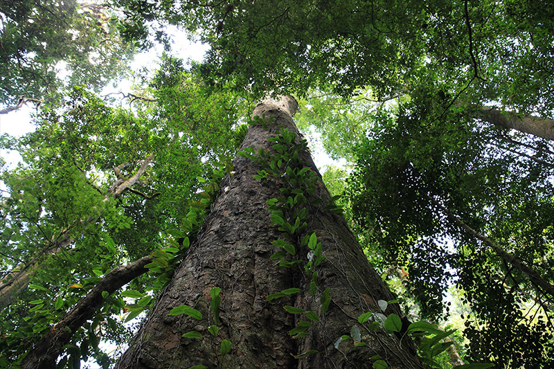 The colossus in Tanzania has matched Africa’s previous tree-height record established by a specimen of the introduced Sydney blue gum (Eucalyptus saligna) in Limpopo, South Africa, which died in 2006.