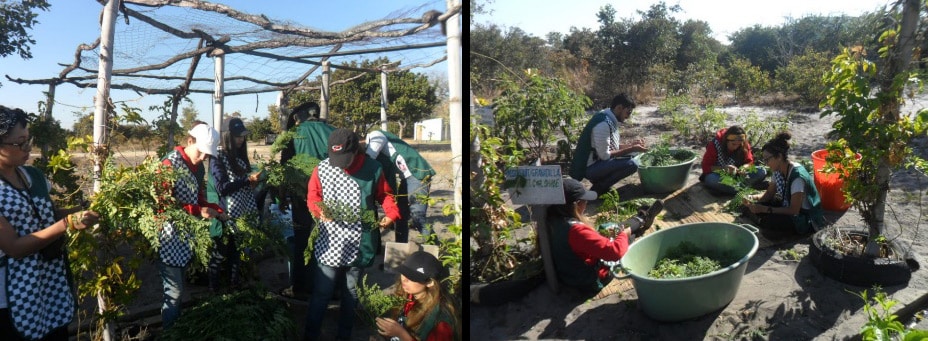 zambia motherearth moringa visitors