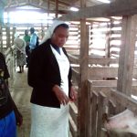 cameroon-recycling-pig_web
