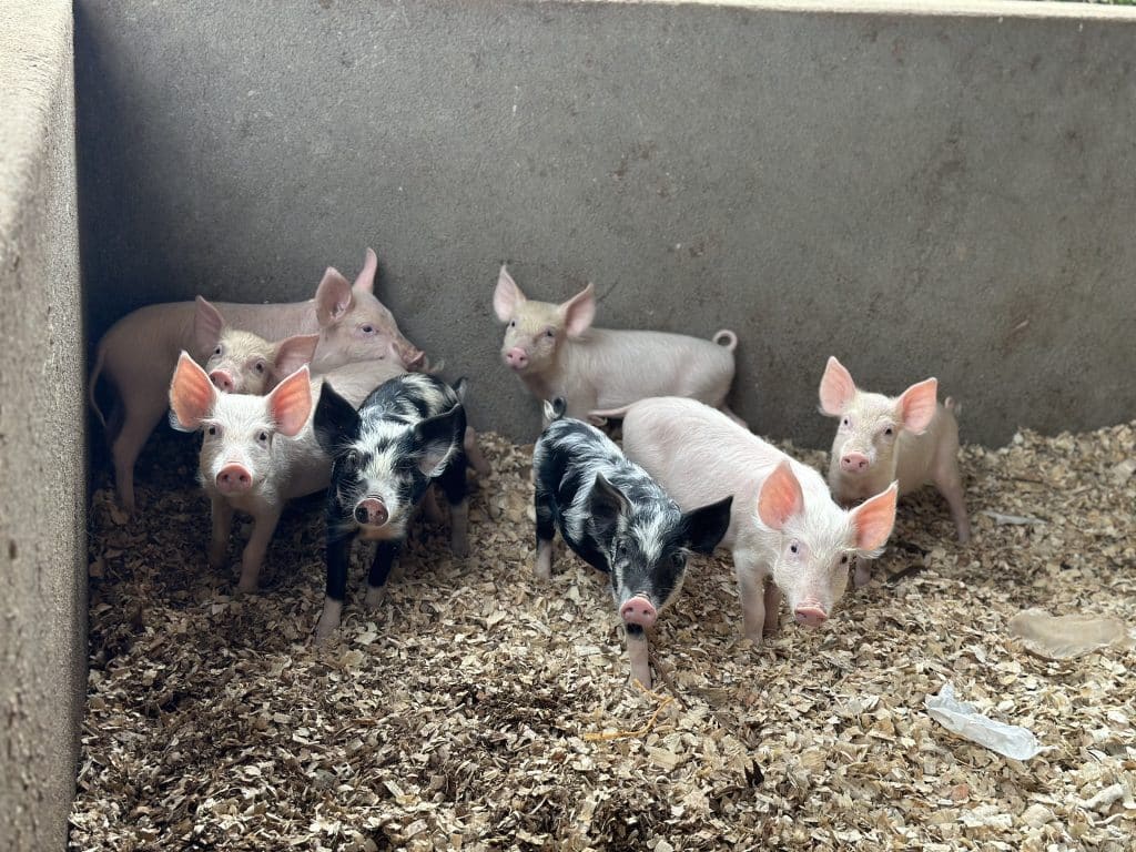 The school piggery project